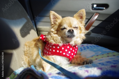 チワワ　　プリンちゃん　車内でパシャり