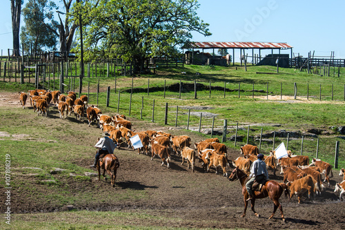 Gauchos in the campo, Maldonado, Uruguay photo