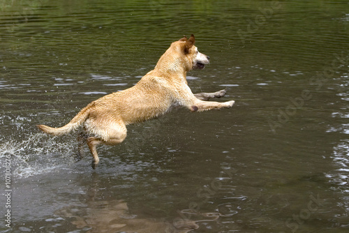 Valokuva Yellow Labrador Retriever diving into water to fetch a stick.