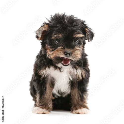 Yorkshire terrier puppy over white background
