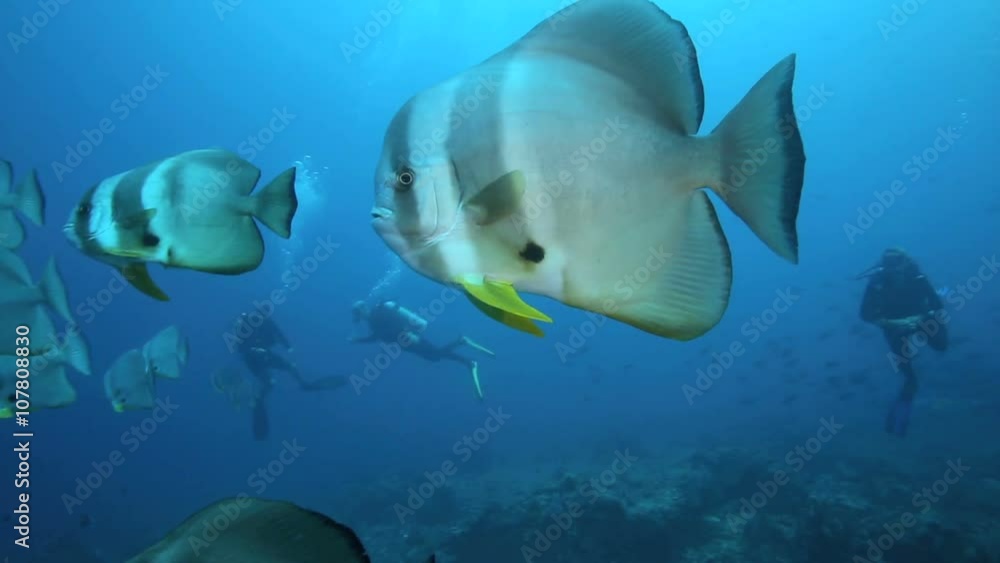 School of longfinned batfish in Komodo National Park, Indonesia School of longfinned batfish in Komodo National Park, Indonesia