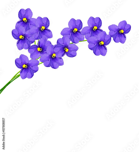  delicate flowers isolated on white background