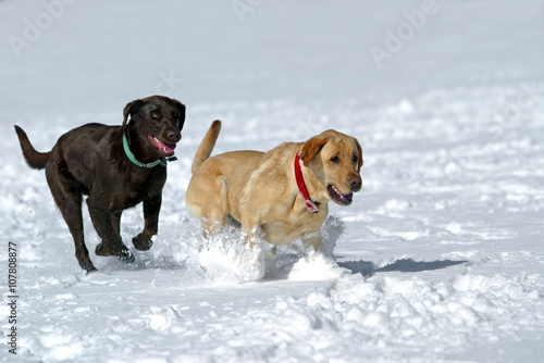 Yellow and Chocolate Labrador Retrievers running in snow.