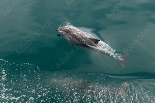 Fast Dolphin in the Wildlife Sea photo