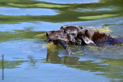 Fényképezés Chocolate Labrador Retriever swimming after fetching a stick.