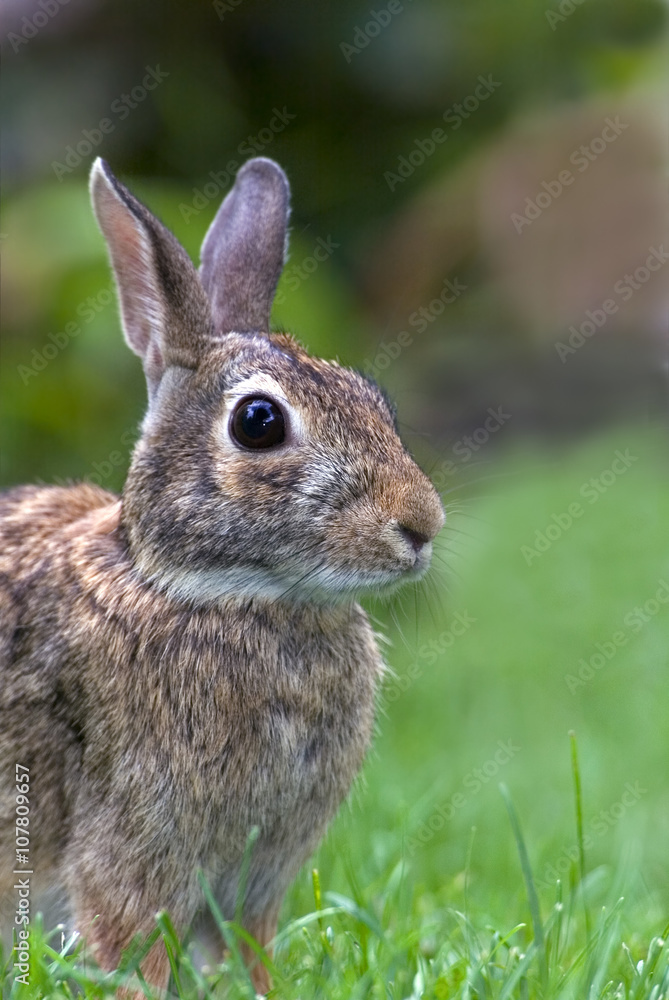 Fototapeta premium Eastern Cottontail (Sylvilagus floridanus) standing in a grassy meadow.