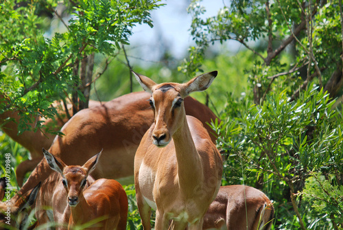 The impala Aepyceros melampus) is a moderately sized African antelope. photo