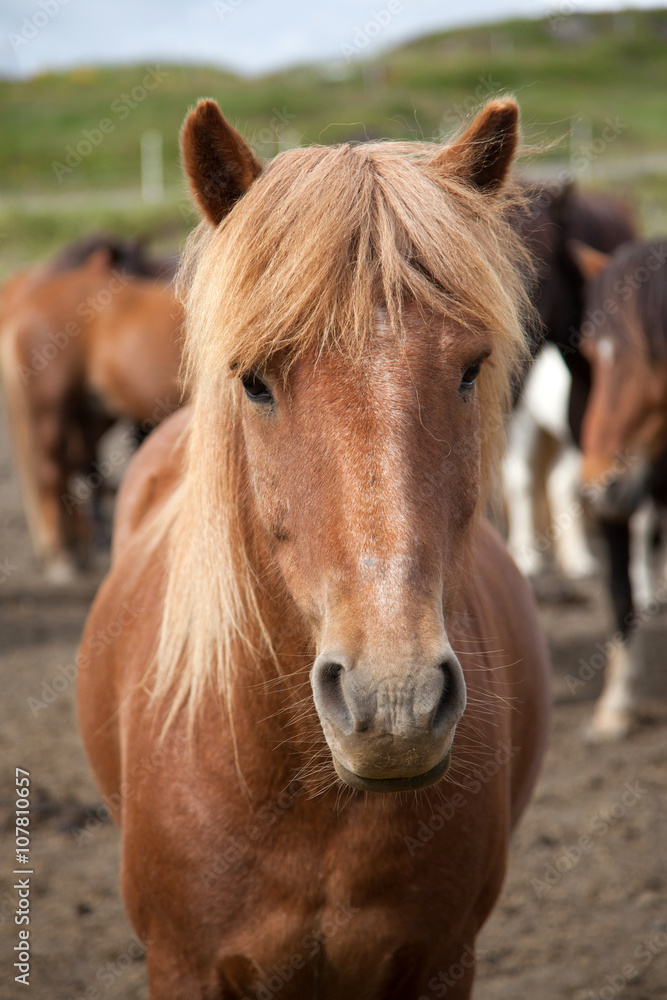 Fototapeta premium Islandpferd