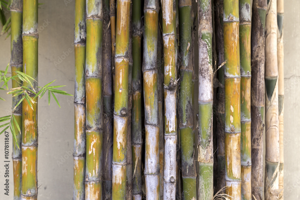 Texture of bamboo