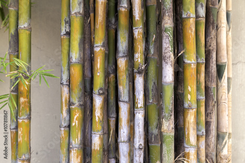 Texture of bamboo