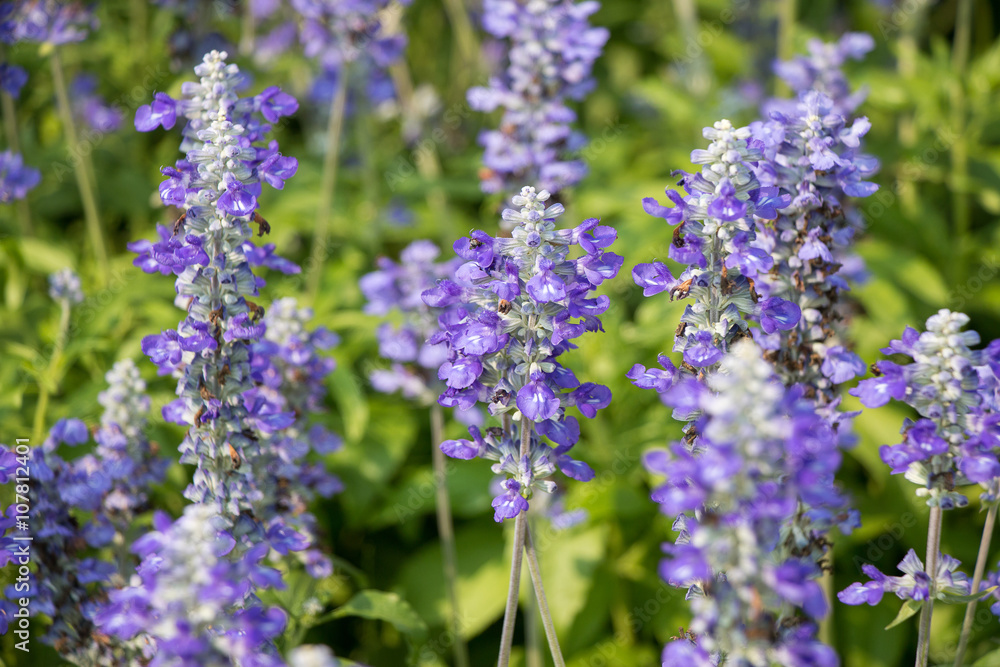 Purple flowers , purple salvia , salvia flowers in the garden. Purple flowers , purple salvia , salvia flowers in the garden.