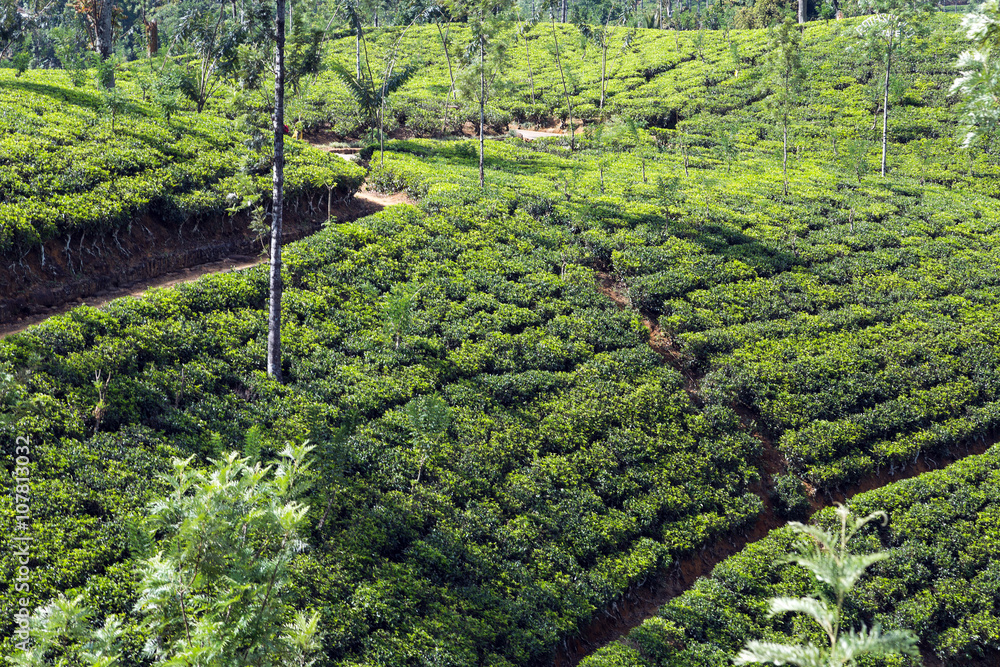 green tea leaf green fields