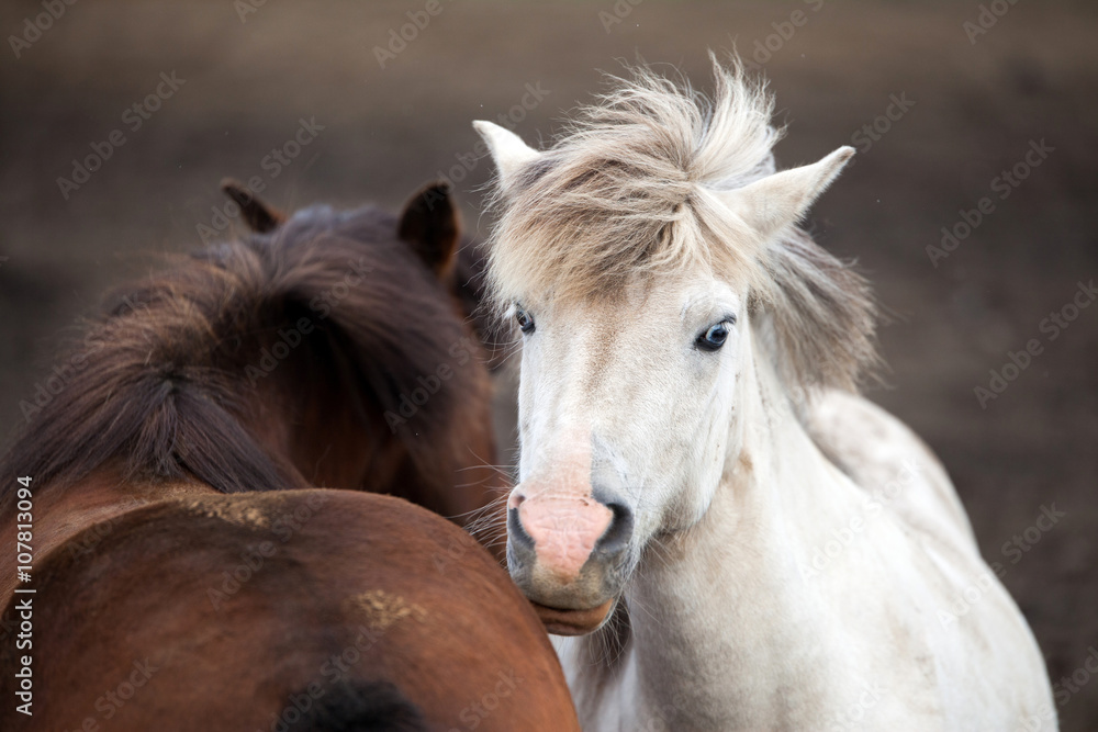 Fototapeta premium Islandpferd