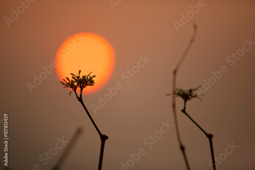 sunrise with silhouette branch
