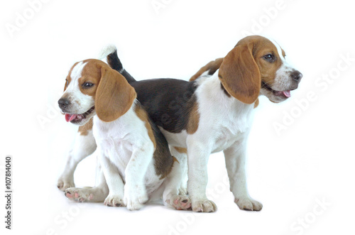 beagle dog family 