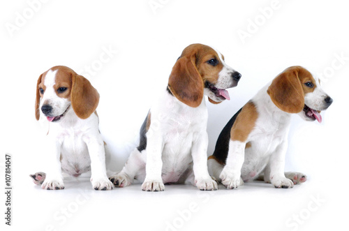beagle dog family 