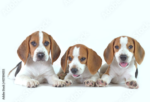 beagle dog family 