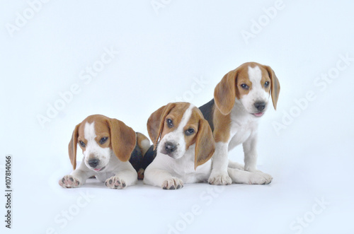 beagle dog family  © chaivit