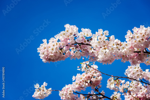 Cherry Blossom Closeup