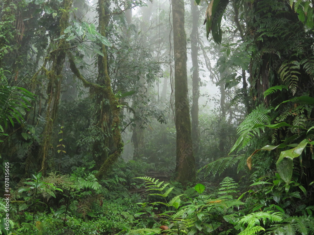 Obraz premium Tropikalna dżungla