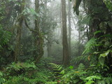 Mysterious Wet Deep Forest Shrouded In Morning Mist Keeps Its Secrets, Jungle, Rainforest – Stock Photo