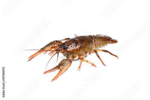 River crayfish isolated on white background