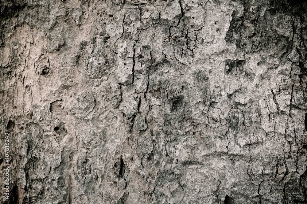 Tree bark texture black and white style. Tree bark texture black and white style.