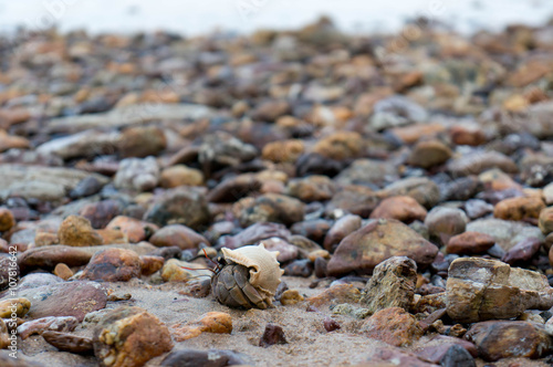 Crab between stones with ocean in the background