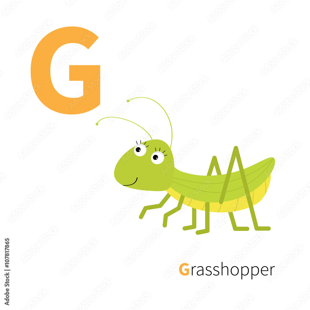 Letter G Grosshopper Zoo alphabet. Insect. English abc with animals Education cards for kids Isolated White background Flat design Letter G Grosshopper Zoo alphabet. Insect. English abc with animals Education cards for kids Isolated White background Flat design