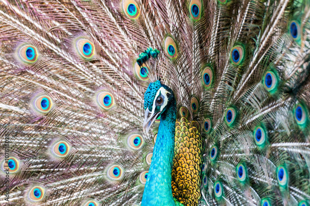 Fototapeta premium close-up portrait of beautiful peacock with colorful feathers