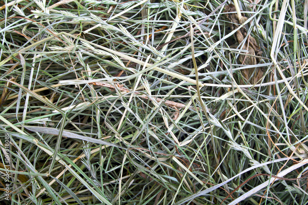 Dry hay closeup image as natural background