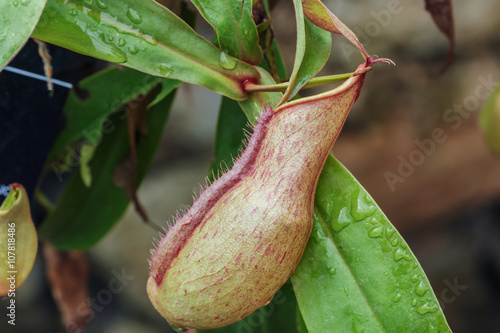 Fototapeta Naklejka Na Ścianę i Meble -  Insectivorous plants Nepenthes Ampullaria  close up