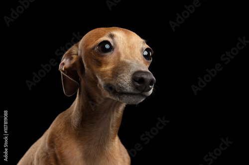 Closeup Portrait Cute Italian Greyhound Dog Looking up isolated Black