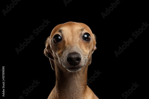 Fototapet Closeup Portrait Italian Greyhound Dog Looking in Camera isolated Black