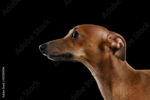 Closeup Cute Italian Greyhound Dog Looking isolated on Black , Profile photo