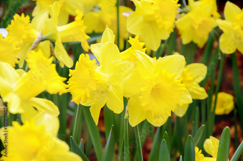 Fototapeta Naklejka Na Ścianę i Meble -  Blossom daffodil in the spring garden.