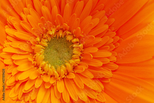 Closeup of a yellow Flower