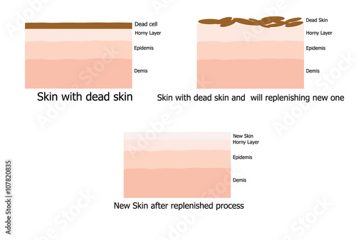 Skin replenishing process of human infographic photo