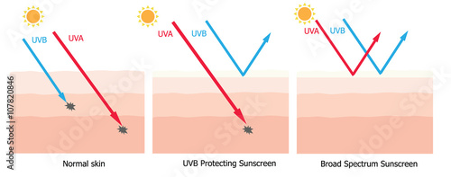 Infographic about sunscreen lotion protect human skin from UVA ,