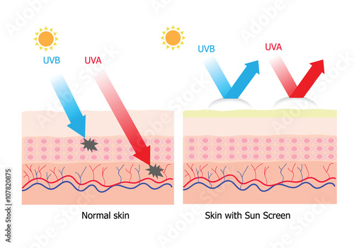 UVA and UVB  protect human skin with sunscreen lotion