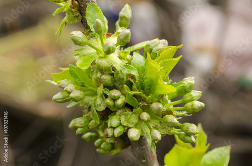 shoots of  cherry
