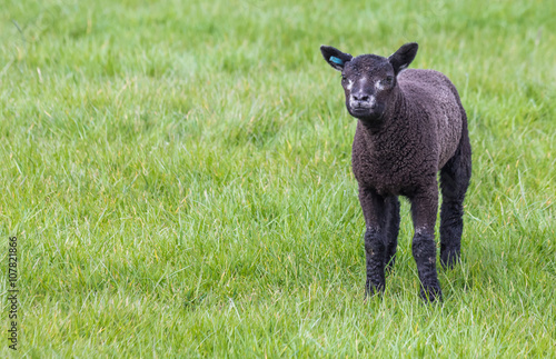 Young black lamb in a  meadow © venemama