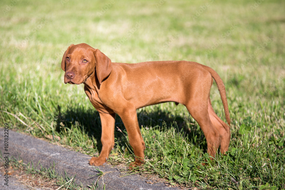 Magyar Vizsla