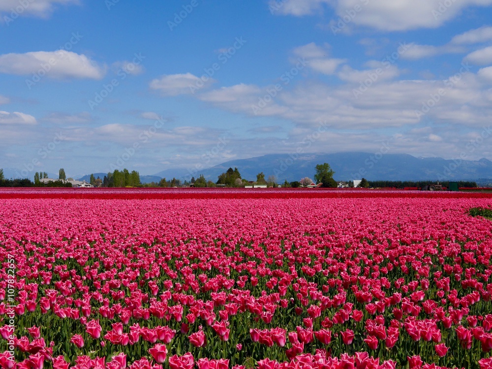 Pink Tulip Fields. Skagit Valley Tulip Festival, Mt. Vernon, WA, USA. 