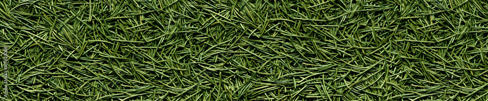 Pine needles in a panoramic image Pine needles in a panoramic image