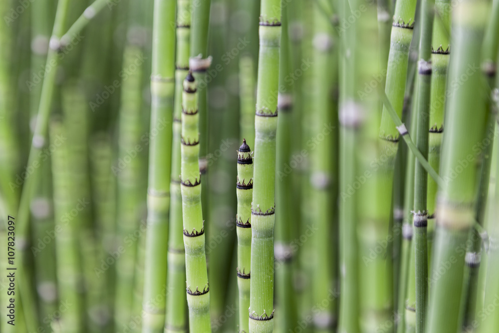 Fototapeta premium Green Straight Plants