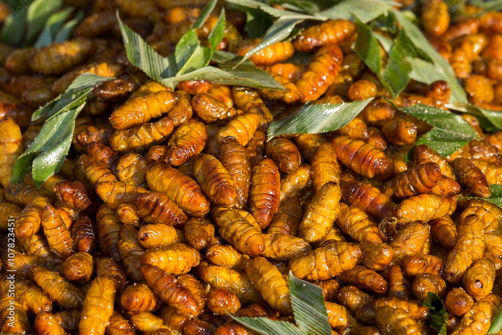 Fried silkworm is the food of the natives , Koh Samui, Surat Thani, Thailand Fried silkworm is the food of the natives , Koh Samui, Surat Thani, Thailand