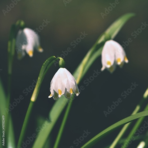 Beautiful blooming spring snowflakes flowers. (leucojum vernum carpaticum) photo