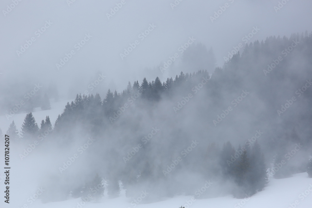 brume sapin montage brouillard altitude alpes  paysage froid hiv