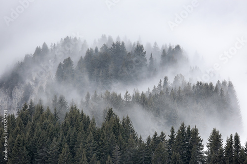 brume sapin montage brouillard altitude alpes voile paysage froi © shocky